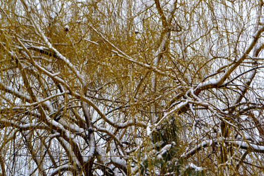 Winter with ice-cold water on the Borcea arm at the end of winter.
The willow forests on the banks of the river froze.