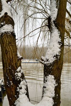 Winter with ice-cold water on the Borcea arm at the end of winter.
The willow forests on the banks of the river froze.