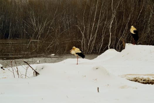 Winter with big water in the Borcea arm meadow at the beginning of March.
A colony of white berries withstands cold weather and winter snow.