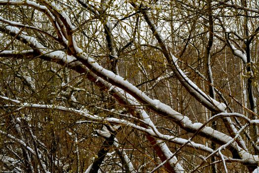 Winter with ice-cold water on the Borcea arm at the end of winter.
The forests of the Borcea meadow froze.