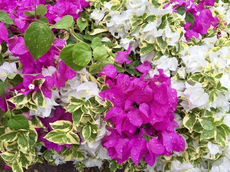  Blooming purple and white bougainvillea flowers with raindrops. Beautiful colorful bougainvilleas floral background. Selective focus closeup.