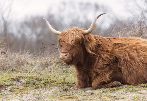 closeup galloway with big horns in the dutch nature