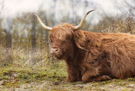 closeup galloway with big horns in the dutch nature