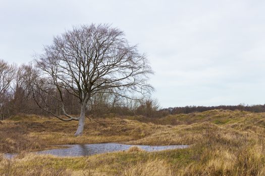 single tree in the dunes and winter landscape of rockanje at the west coast of Holland with a small pond for water for the animals