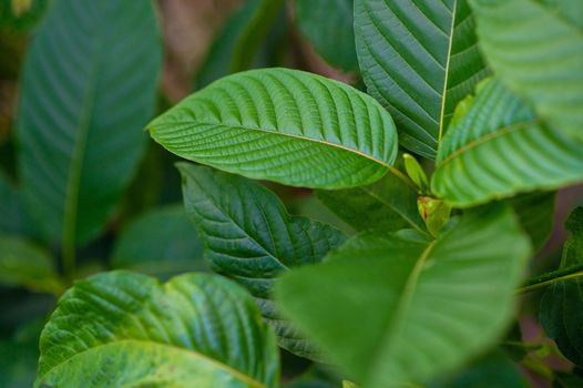 Kratom (Mitragyna speciosa) green Is a type of drug