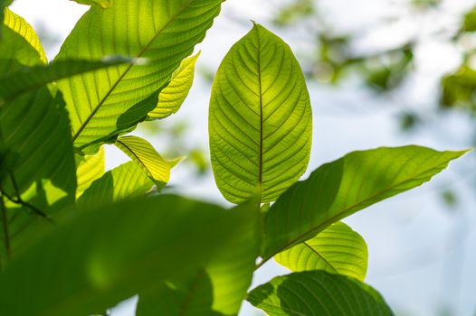 Kratom (Mitragyna speciosa) green Is a type of drug