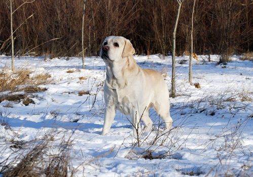 yellow labrador in the snow in winter
