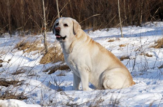 the yellow labrador in the snow in winter portrait