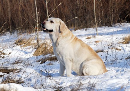 the yellow labrador in the snow in winter