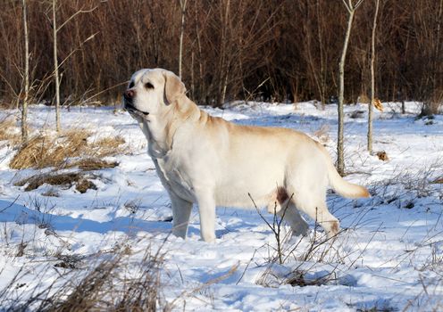 a yellow labrador in the snow in winter