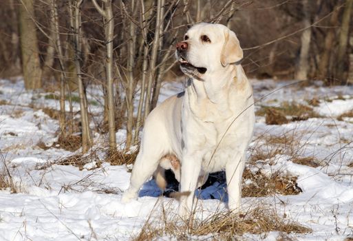 a yellow labrador in the snow in winter portrait