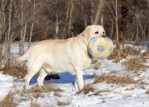 a yellow labrador in the snow in winter with a toy