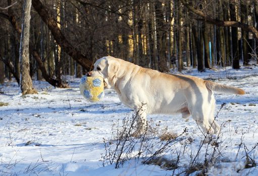 the yellow labrador in the snow in winter with a toy