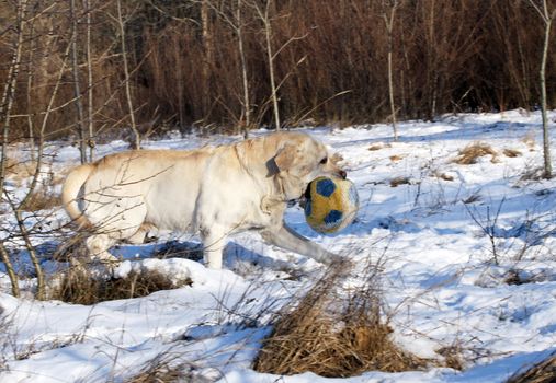yellow labrador in the snow in winter with a toy
