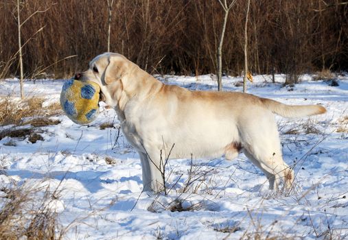 nice yellow labrador in the snow in winter with a toy