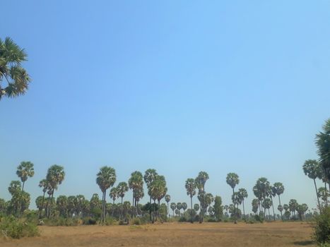 Cambodia, asia, rice paddy after harvest with sugar palms and a big blue sky