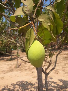 Green mango growing on a tree in asia