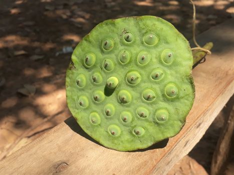 Lotus flower seeds ready to eat. Bushcraft survival food