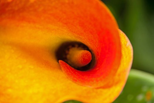 The Arum Lily (Zantedeschia pentlandii) originates from South Africa but was naturalized widely as a garden or ornamental potted plant. Although it is called an Arum Lily it is neither an Arum (genus) nor a lily.