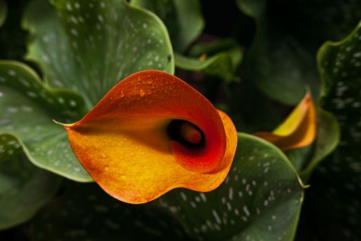 The Arum Lily (Zantedeschia pentlandii) originates from South Africa but was naturalized widely as a garden or ornamental potted plant. Although it is called an Arum Lily it is neither an Arum (genus) nor a lily.