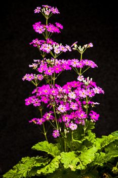 Macro photo of Fairy Primula plant with pink flowers on a black background.
