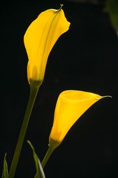 The Arum Lily (Zantedeschia pentlandii) originates from South Africa but was naturalized widely as a garden or ornamental potted plant. Although it is called an Arum Lily it is neither an Arum (genus) nor a lily.