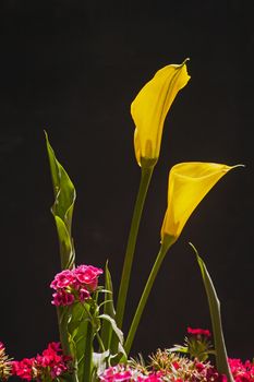 The Arum Lily (Zantedeschia pentlandii) originates from South Africa but was naturalised widely as a garden or ornamental potted plant. Although it is called an Arum Lily it is neither an Arum (genus) nor a lily.