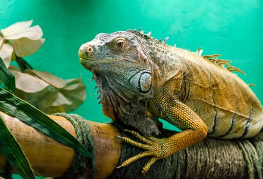 big iguana on a green background close up