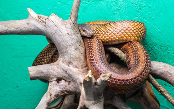 head and eye of a snake hanging on a branch isolated on a green background close up