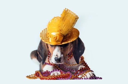 mardi gras puppy with long ears in multi-colored beads and carnival hat lies on white background