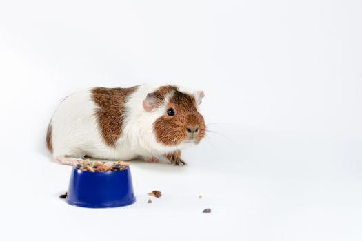 white and brown guinea pig eats its food from a blue bowl on a white background