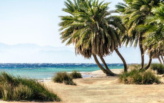 palm trees on the Red Sea on the background of mountains