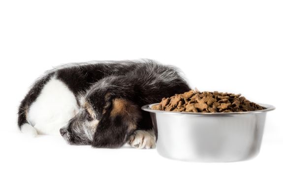 shaggy puppy mongrel with a metal bowl of dry food
