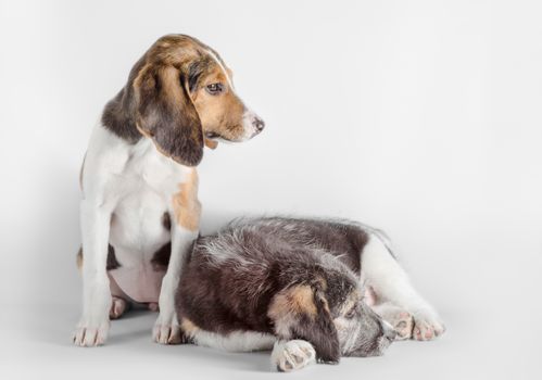pair of young mutt puppies isolated on white background