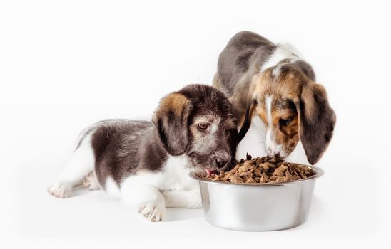 shaggy puppy mongrel with a metal bowl of dry food