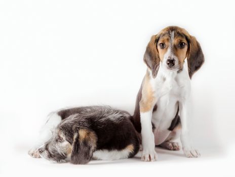pair of young mutt puppies isolated on white background