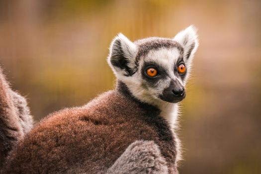 Close up of a ring-tailed lemur