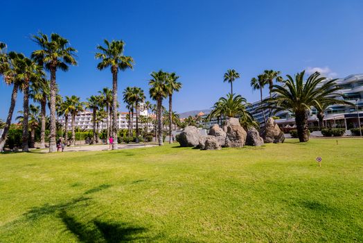 Palms on Tenerife Island, Spain