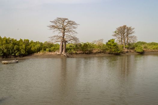 Mangrove area with baobabs near the town of Lamin, Gambia