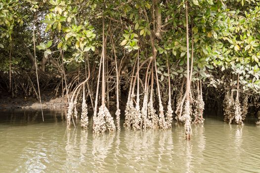 Tropical mangrove and oyster forest in the mangroves near the city of Lamin.Gambia.Africa