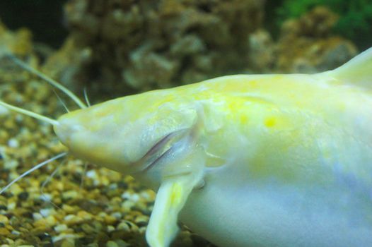 Beautiful yellow-white catfish raising in a showcase