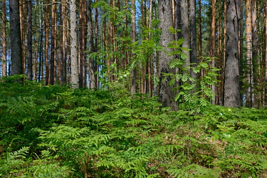 Juicy green forest grass and fresh leaves in the early summer in the forest against the background of coniferous trunks.