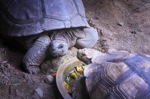 Raising turtles on the farm