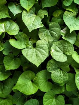 Green leaves in the background. Planting ornamental plants in the garden