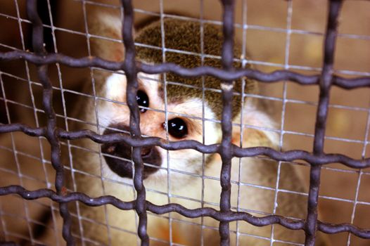 Poor eyes of the little monkey in a cage. Problems of wildlife trafficking.