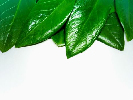 Frame from a green leaf placed on a white background