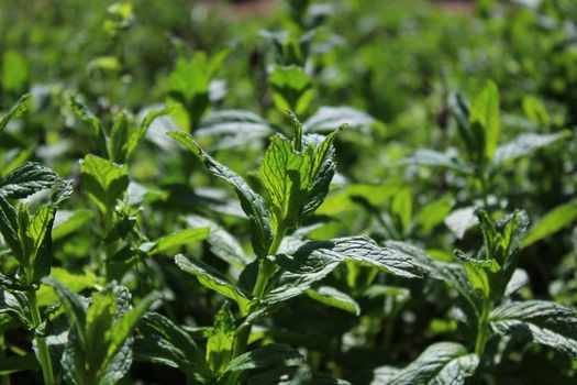 The picture shows a field of peppermint in the garden