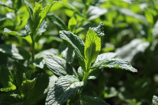 The picture shows a field of peppermint in the garden