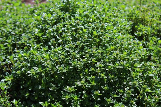 The picture shows a field of thyme in the garden