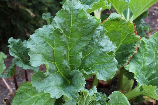 The picture shows rhubarb in the ground